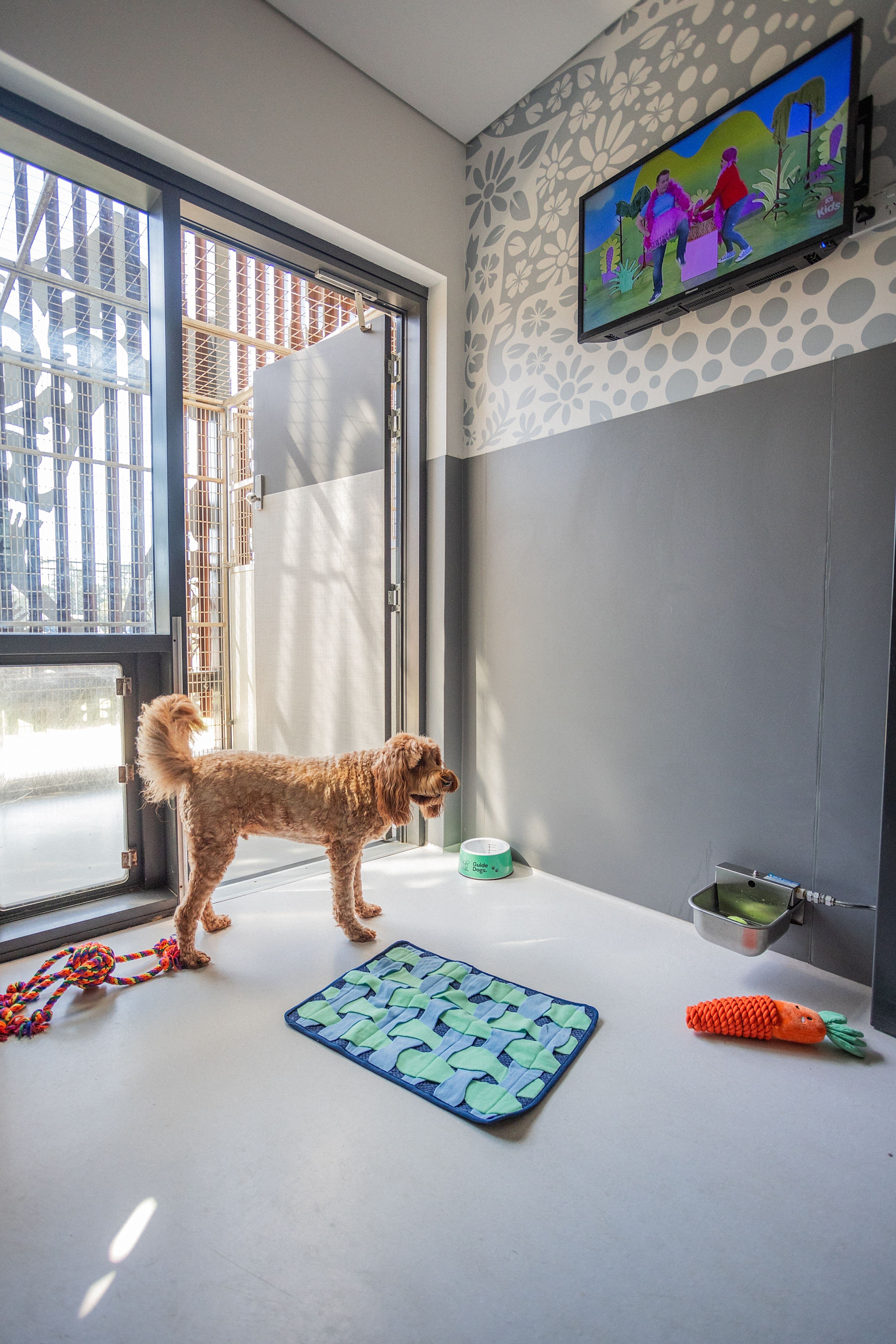 Dog Boarding