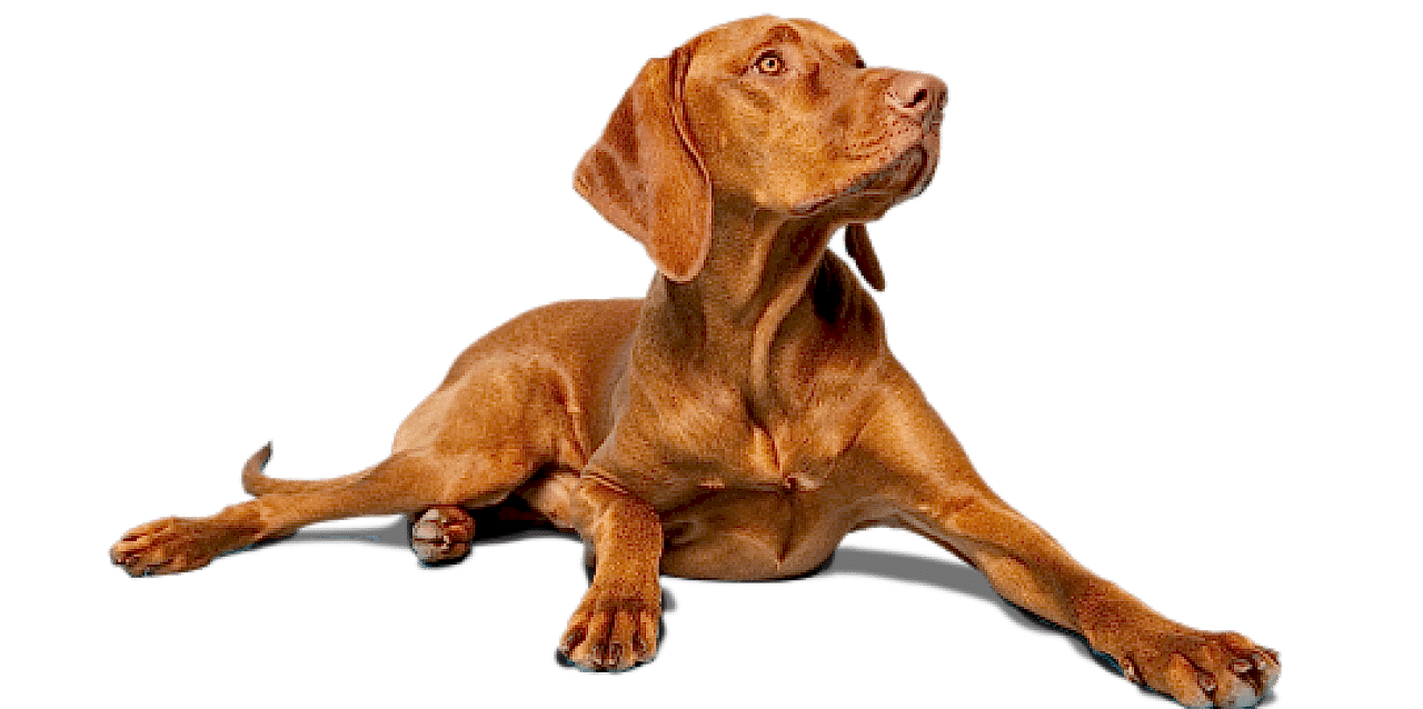 Animal Image