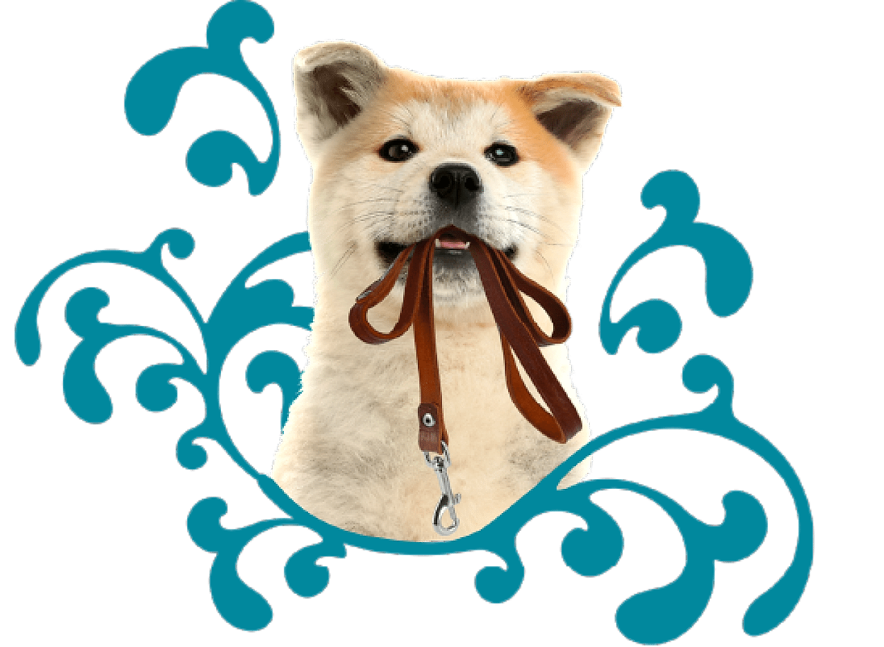Puppy School